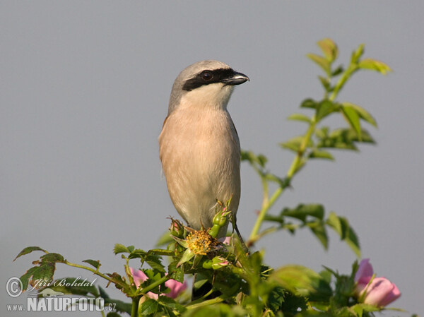 Strakoš červenochrbtý (Lanius collurio)