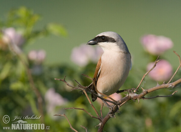 Strakoš červenochrbtý (Lanius collurio)