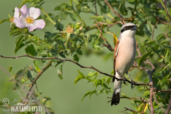 Strakoš červenochrbtý (Lanius collurio)