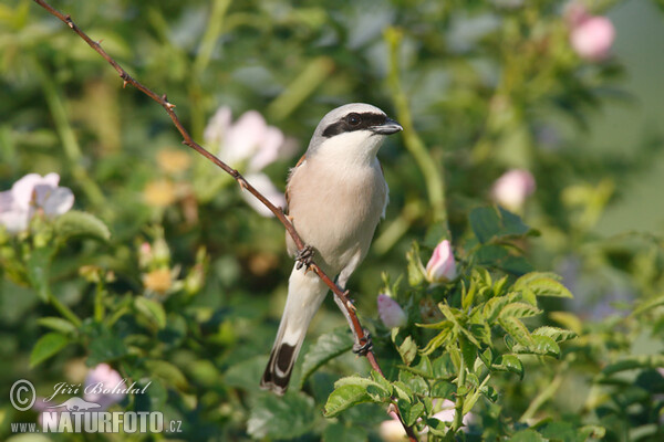 Strakoš červenochrbtý (Lanius collurio)