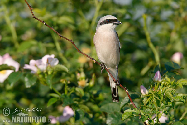 Strakoš červenochrbtý (Lanius collurio)