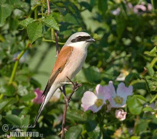 Strakoš červenochrbtý (Lanius collurio)