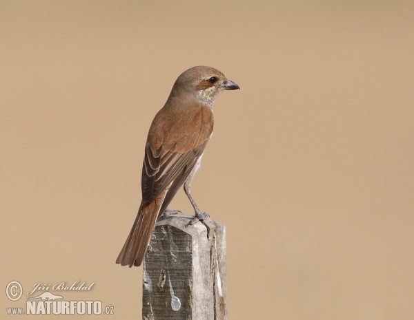 Strakoš červenochrbtý (Lanius collurio)