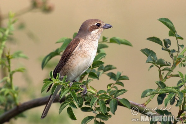 Strakoš červenochrbtý (Lanius collurio)