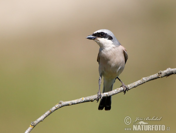 Strakoš červenochrbtý (Lanius collurio)