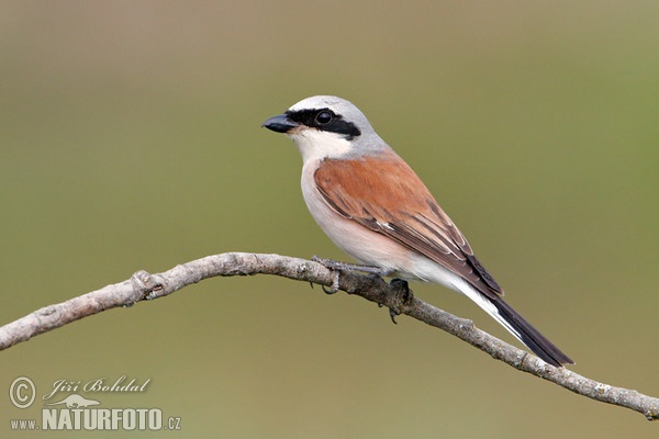 Strakoš červenochrbtý (Lanius collurio)