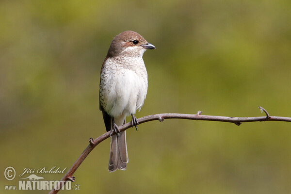 Strakoš červenochrbtý (Lanius collurio)