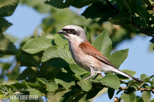 Strakoš červenochrbtý (Lanius collurio)