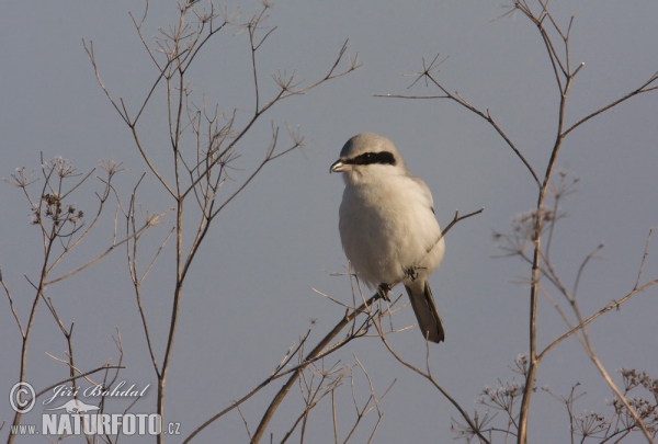 Strakoš vel'ký (Lanius excubitor)