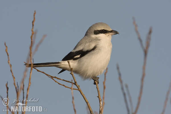 Strakoš vel'ký (Lanius excubitor)