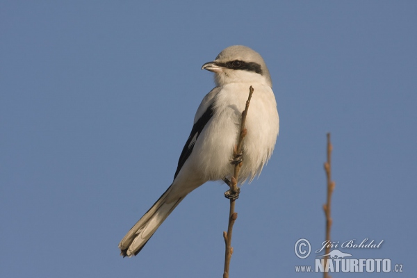 Strakoš vel'ký (Lanius excubitor)