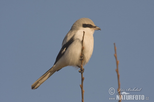 Strakoš vel'ký (Lanius excubitor)