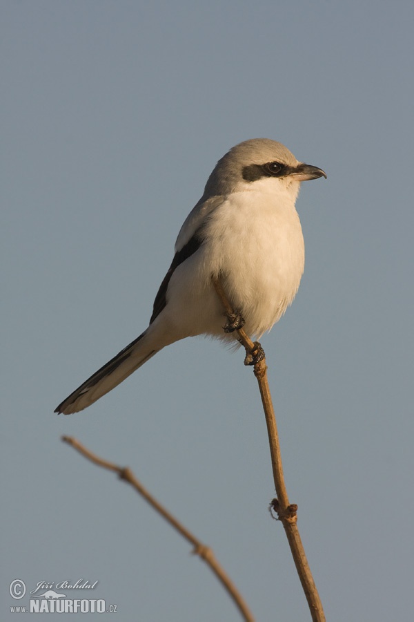 Strakoš vel'ký (Lanius excubitor)