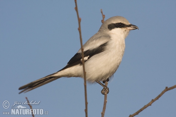 Strakoš vel'ký (Lanius excubitor)