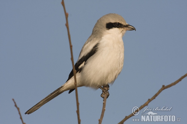 Strakoš vel'ký (Lanius excubitor)