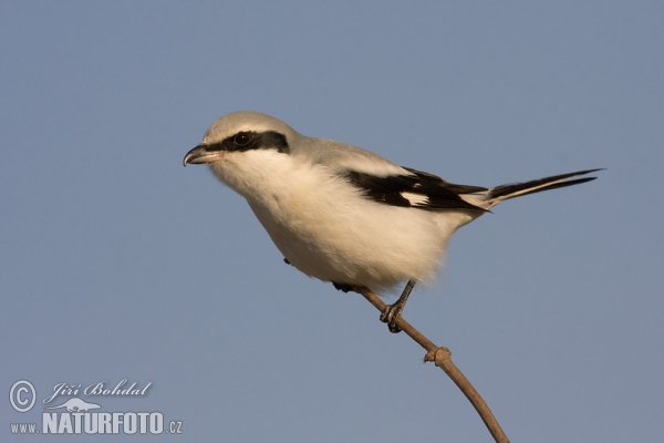 Strakoš vel'ký (Lanius excubitor)