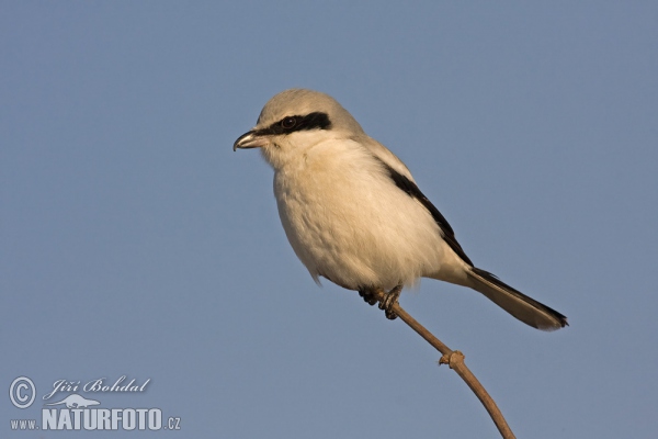 Strakoš vel'ký (Lanius excubitor)