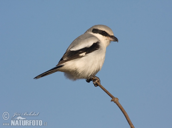 Strakoš vel'ký (Lanius excubitor)