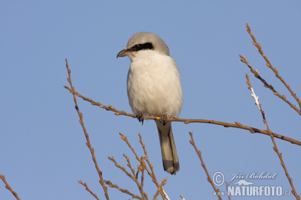 Strakoš vel'ký (Lanius excubitor)