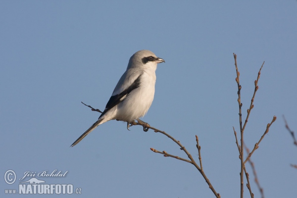 Strakoš vel'ký (Lanius excubitor)