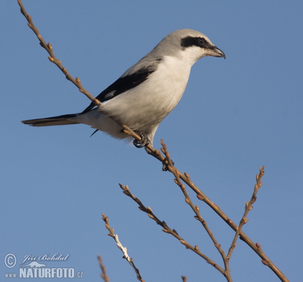 Strakoš vel'ký (Lanius excubitor)