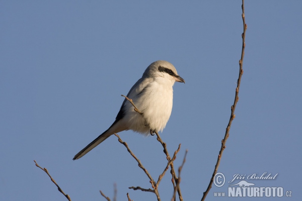 Strakoš vel'ký (Lanius excubitor)