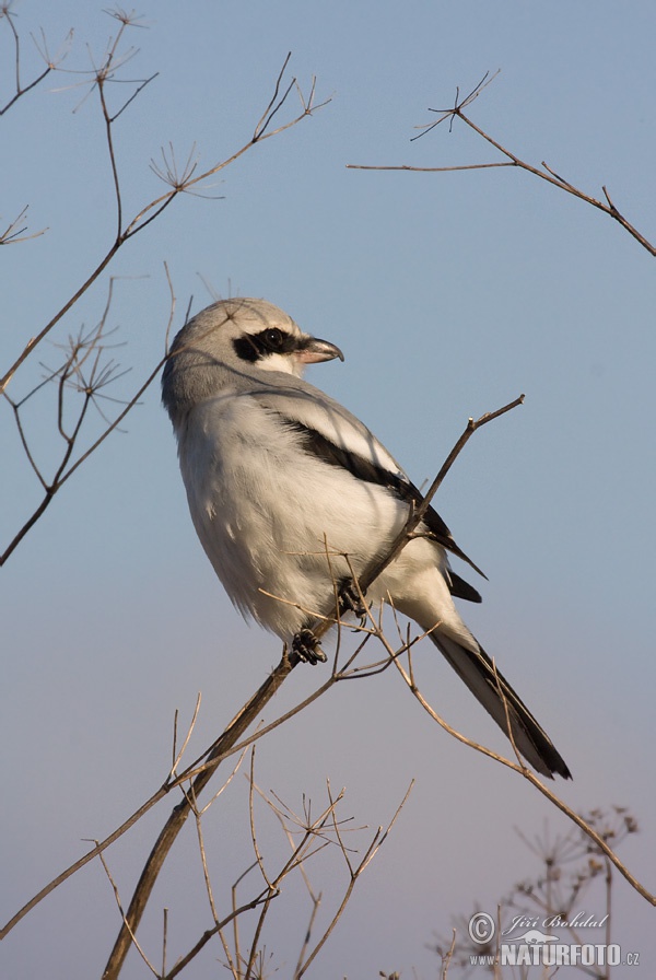 Strakoš vel'ký (Lanius excubitor)