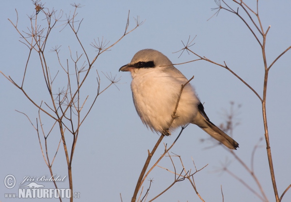 Strakoš vel'ký (Lanius excubitor)