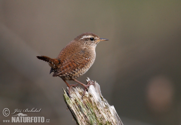 Střízlík obecný (Troglodytes troglodytes)