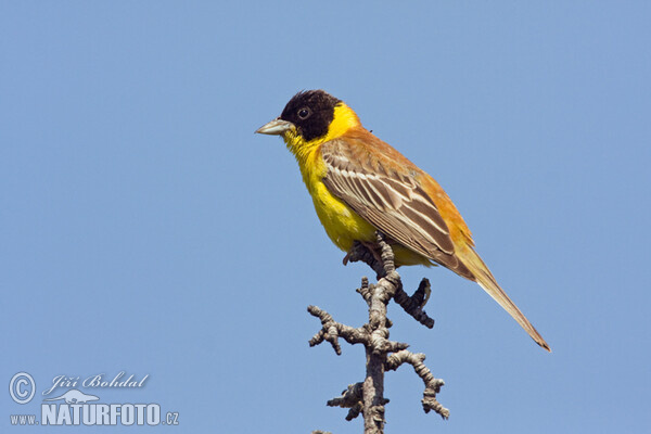 Strnad černohlavý (Emberiza melanocephala)