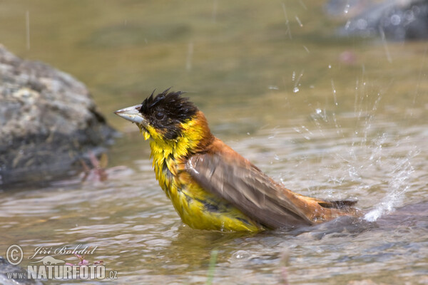 Strnad černohlavý (Emberiza melanocephala)