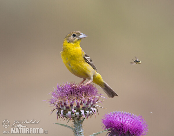 Strnad černohlavý (Emberiza melanocephala)