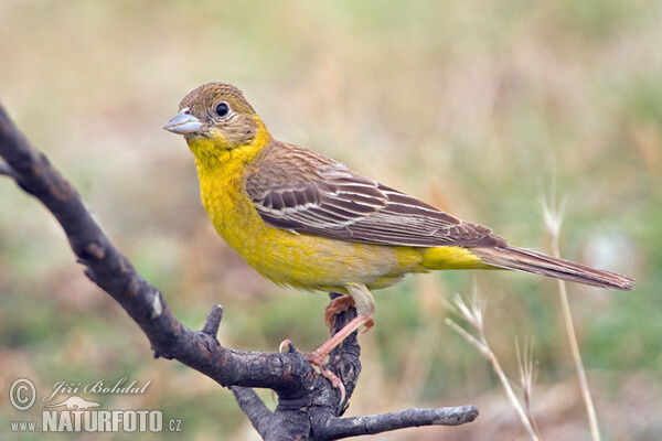 Strnad černohlavý (Emberiza melanocephala)