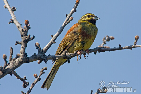 Strnad cvrčivý (Emberiza cirlus)