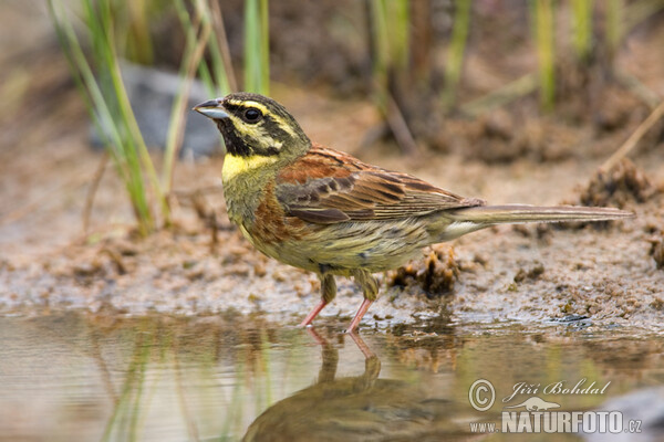 Strnad cvrčivý (Emberiza cirlus)