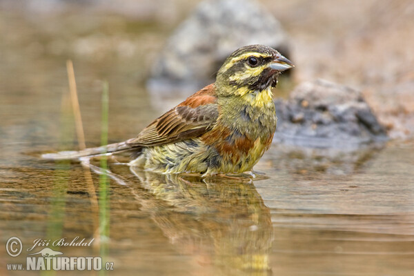 strnad cvrčivý (Emberiza cirlus)