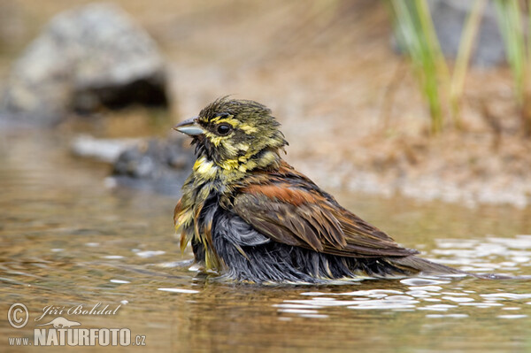 Strnad cvrčivý (Emberiza cirlus)