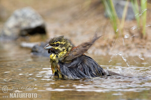 Strnad cvrčivý (Emberiza cirlus)