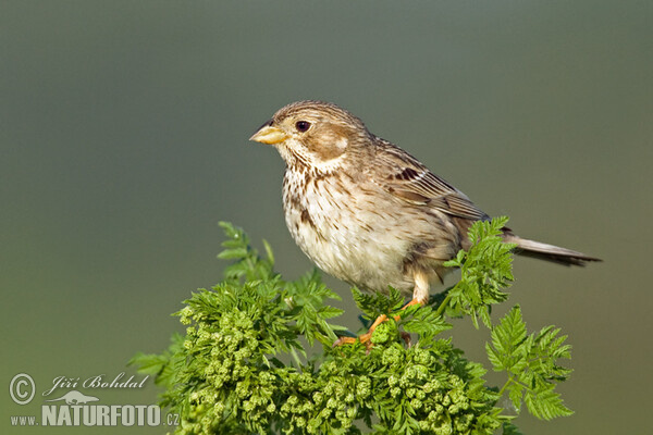 Strnad luční (Emberiza calandra)