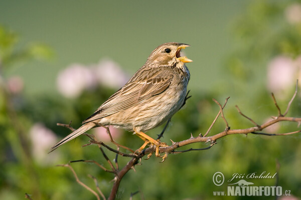 Strnad luční (Emberiza calandra)