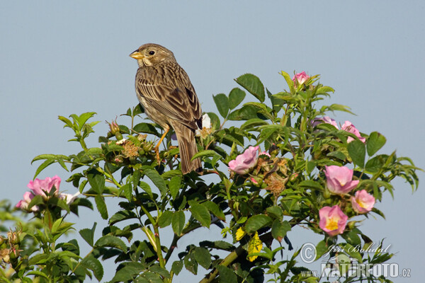 Strnad luční (Emberiza calandra)