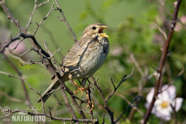 Strnad luční (Emberiza calandra)