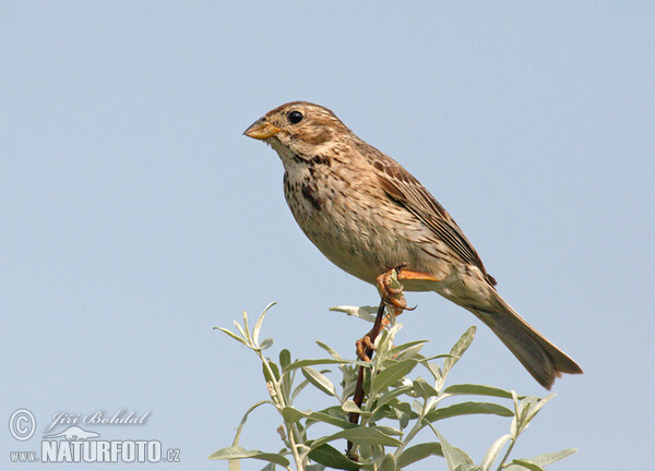 Strnad luční (Emberiza calandra)