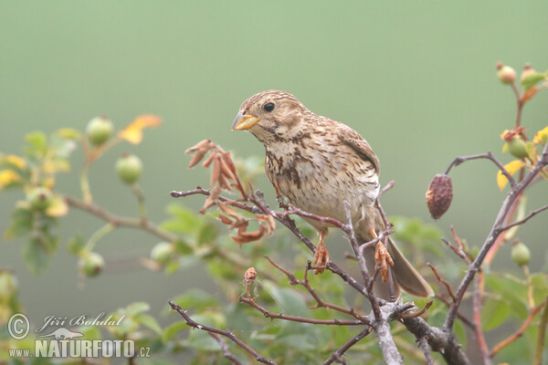 Strnad luční (Emberiza calandra)