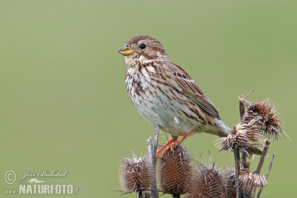 Strnad luční (Emberiza calandra)