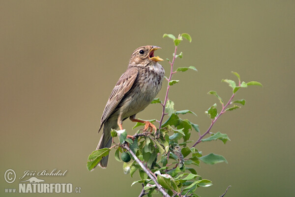 Strnad luční (Emberiza calandra)