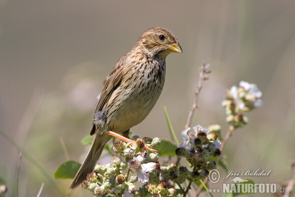 Strnad luční (Emberiza calandra)