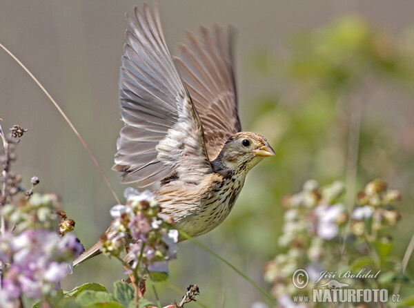 Strnad luční (Emberiza calandra)