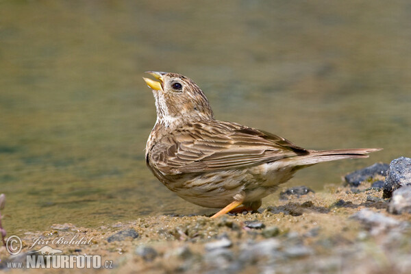 Strnad luční (Emberiza calandra)