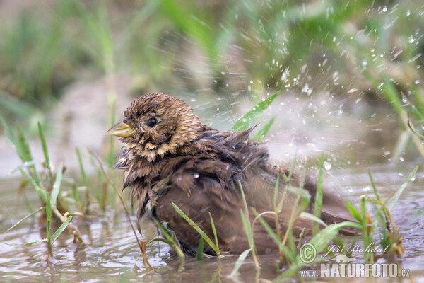 Strnad luční (Emberiza calandra)